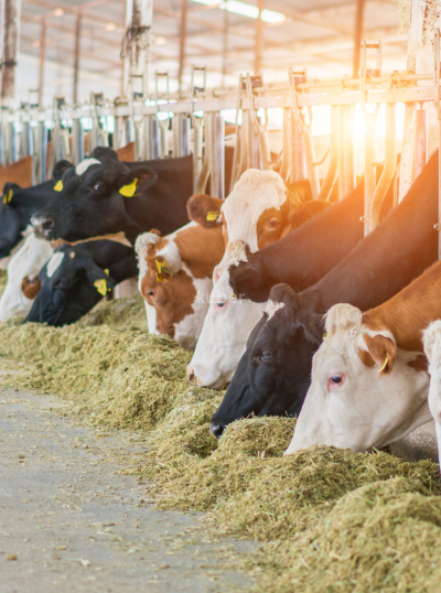 Dairy Farm
